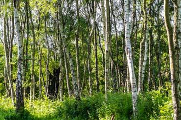 Sherwood Forest Nature Reserve