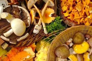 Forage for fungi in Sherwood Pines Forest Park