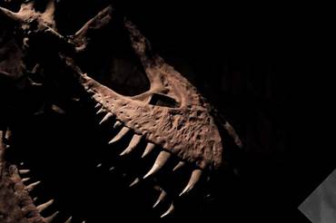 Visit a Real Tyrannosaurus Rex