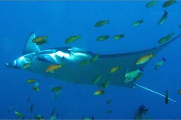 Blue Planet II Live In Concert