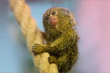 Easter at Twycross Zoo