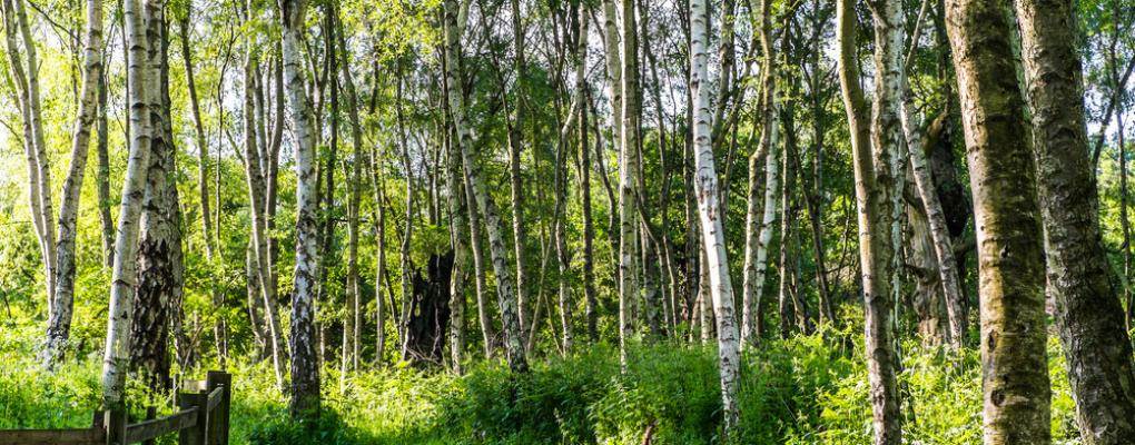 Sherwood Forest Nature Reserve