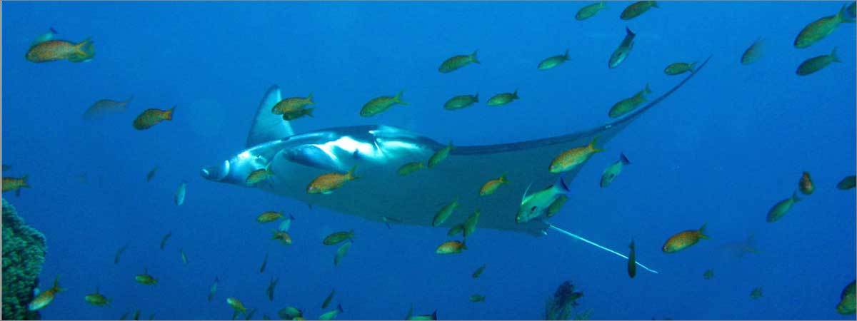 Blue Planet II Live In Concert