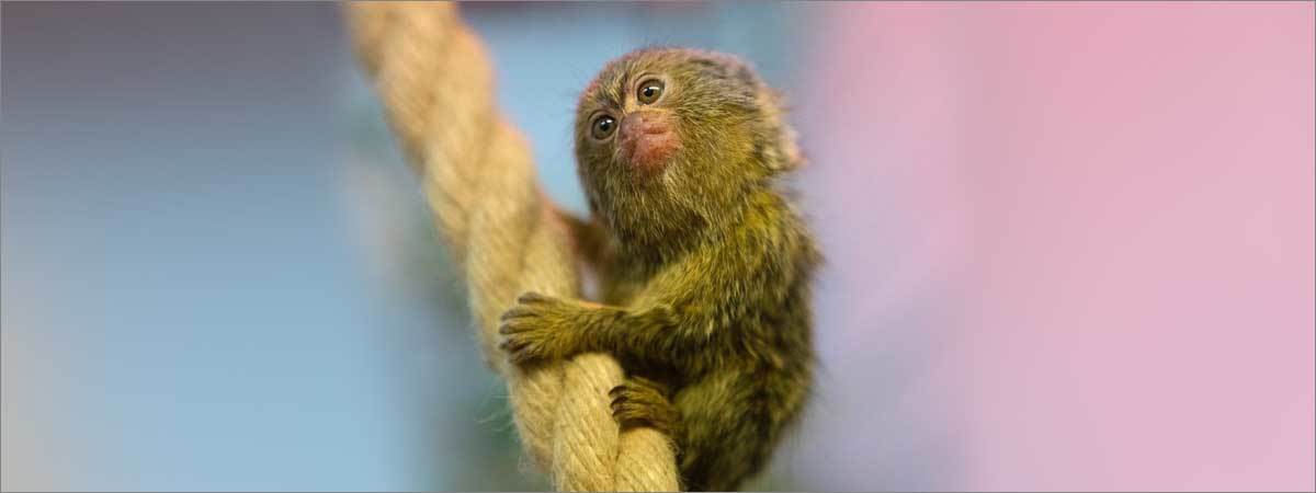 Easter at Twycross Zoo