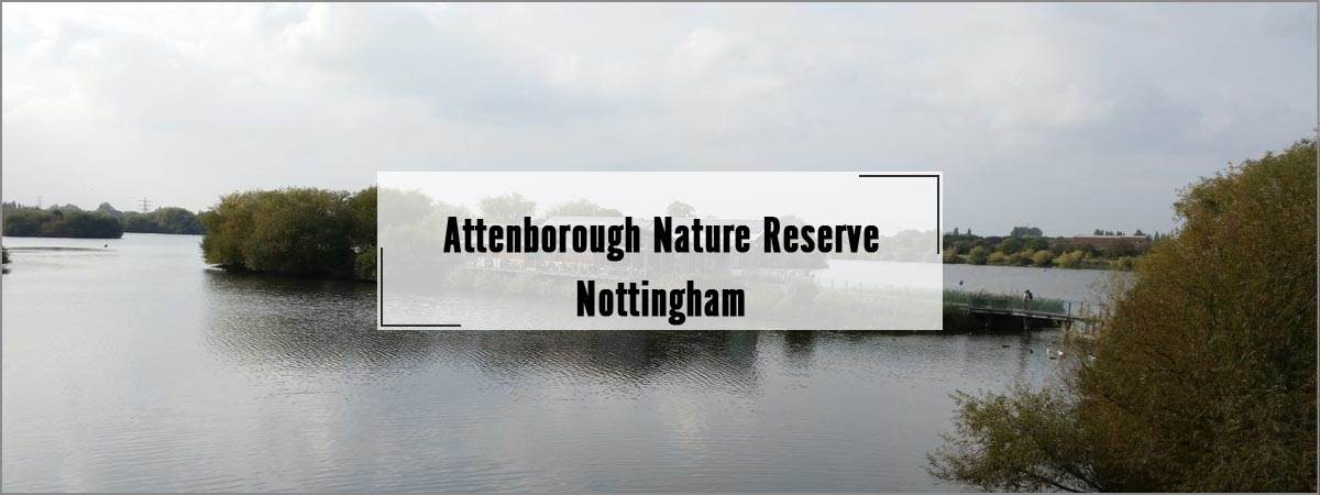 Attenborough Nature Reserve in Nottingham